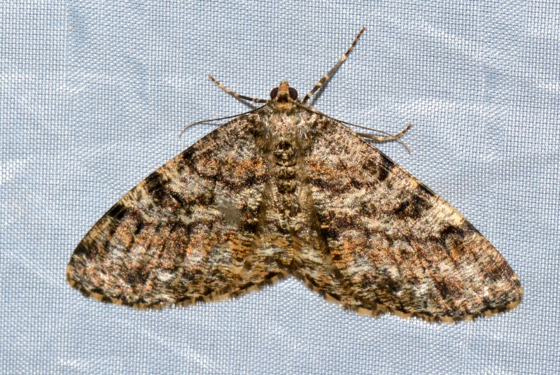 Geometridae: Deileptenia ribeata